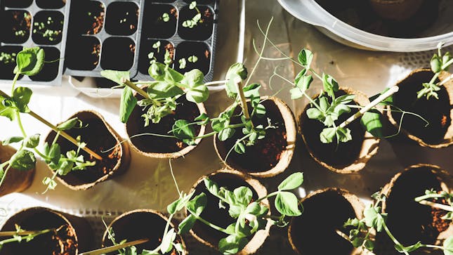 The Benefits of Plant Nurseries – webfreen.com